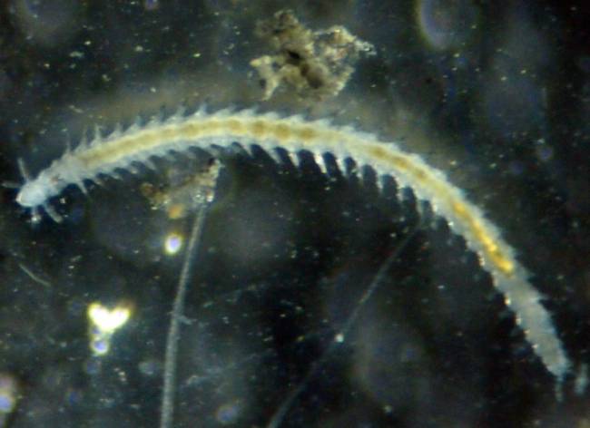 La nueva especie forma parte de un grupo de gusanos marinos (anélidos poliquetos) que son frecuentes en fondos marinos ricos en materia orgánica (imagen: Sergi Taboada, UB-IRBio)