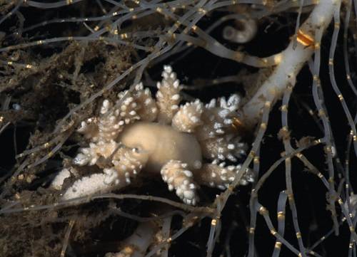Doto carinova, la nueva especie de nudibranquio capturada a 277 metros de profundidad en el mar de Weddell. Imagen: Manuel Ballesteros, UB-IRBio