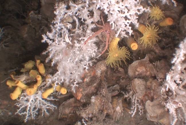 Los corales de agua fría potencian la biodiversidad marina dada su asociación con el ciclo vital de muchos organismos marinos (imagen: GRC Geociencias Marinas UB) 