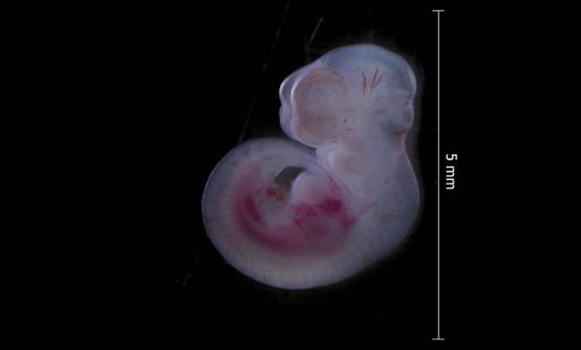 Embrión de ratón