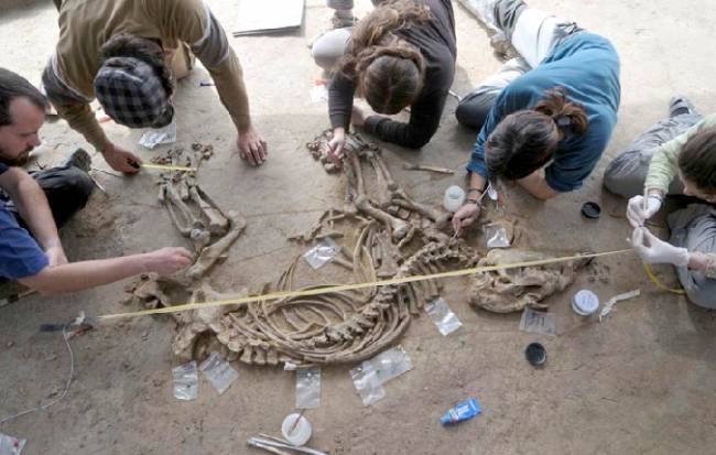 Esqueleto del tapir descubierto en Camp dels Ninots (Gerona)