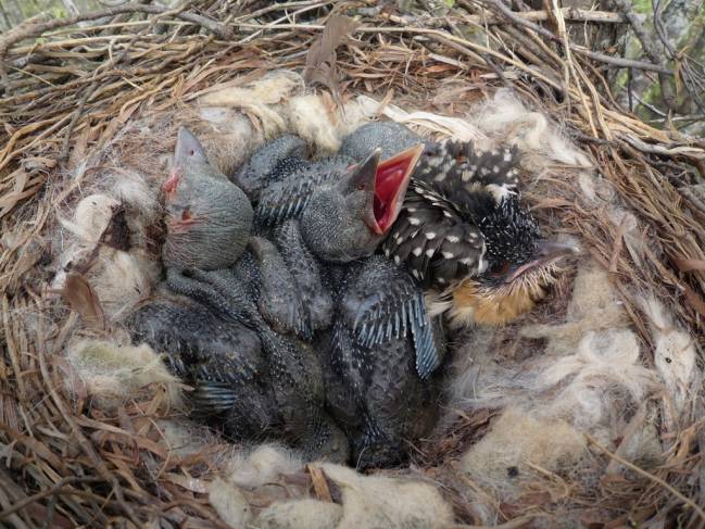 Un nido de corneja negra parasitado por un polluelo de críalo europeo