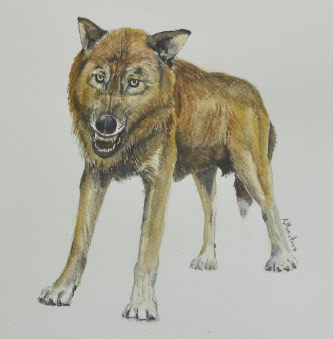 Reconstrucción del pequeño lobo de la especie Canis orcensis