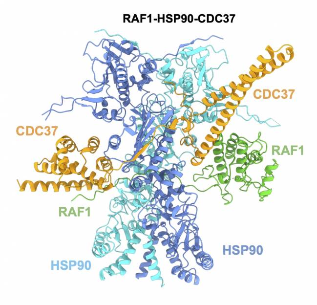 Estructura de la proteína RAF1