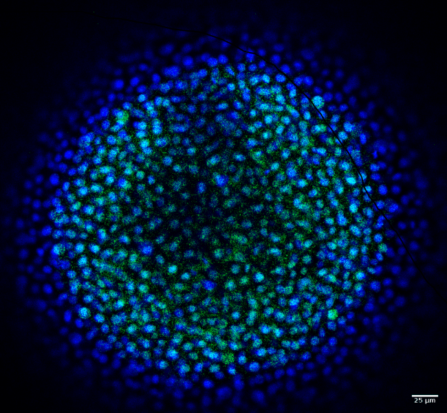 Inmunofluorescencia de un embrión de pez cebra