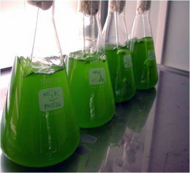 Microalgas en laboratorio 