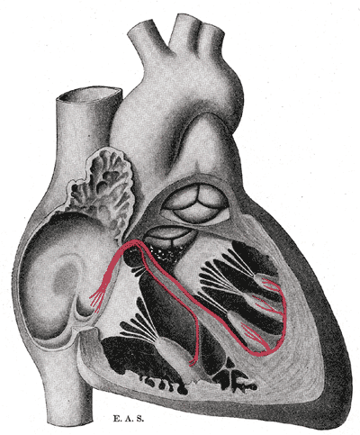 Ilustración del corazón. Imagen: Wikipedia  
