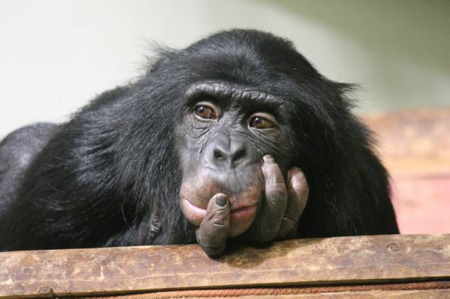 En la imagen, un chimpancé. / Fotolia