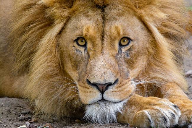 El león es una de las especies que ha desaparecido en más del 90 % de su área de distribución histórica