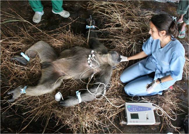 Uno de los chimpancés del estudio, anestesiado para hacerle su electrocardiograma. A su derecha, Rebeca Atencia / Autor: Fernando Turmo.