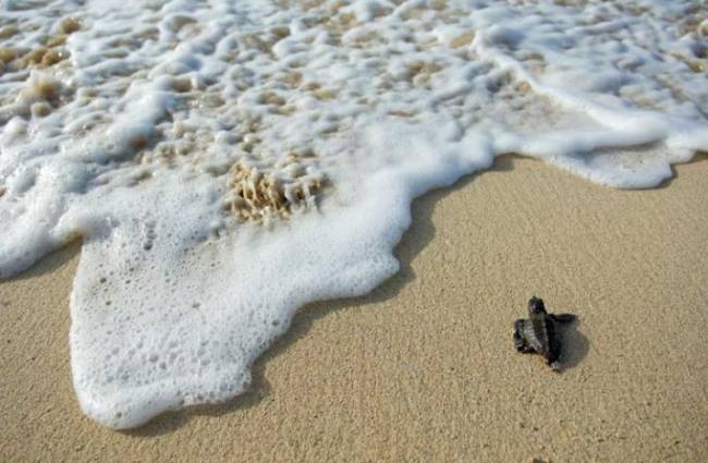 La tortuga boba (Caretta caretta) en una playa