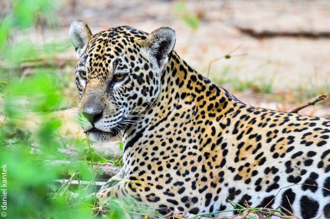 Jaguar salvaje en Pantanal (Brasil)