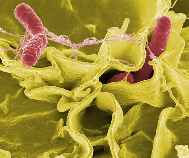 Bacteria de salmonella. / Wikipedia
