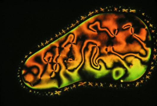 Textura en microscopio con luz polarizada en la fase cristal líquido nemático.