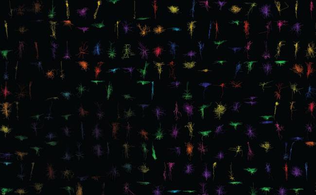 Representaciones tridimensionales de neuronas