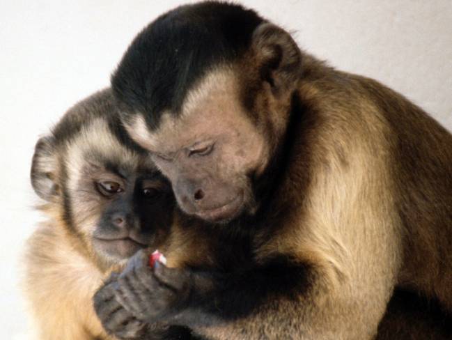 monos capuchinos 