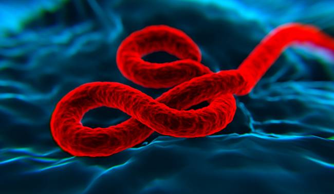 Representación virtual del virus del ébola. / Fotolia