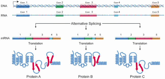 DNA alternative splicing - National Human Genome Research Institute