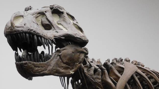 Fotografía de una réplica de un esqueleto de un T. rex en el Museo Senckenberg de Frankfurt, Alemania. 