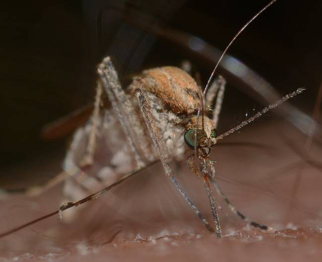 mosquito virus del Nilo