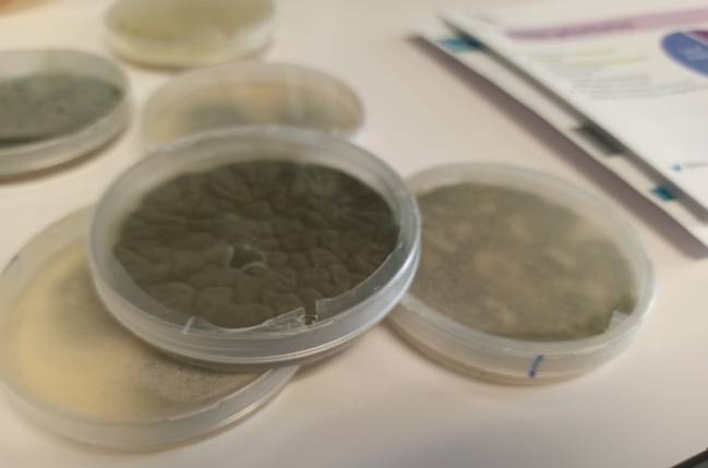 Placas con cultivos de hongos, en un laboratorio del CNM