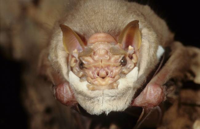 Murciélago de cara arrugada
