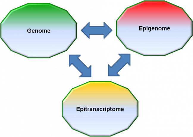 epitranscriptoma