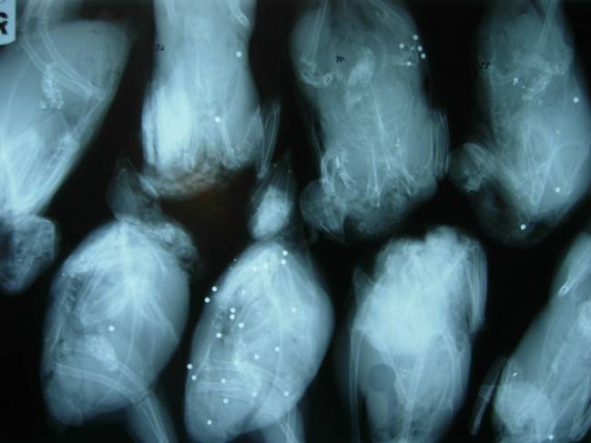 Radiografía de varias perdices en las que se distinguen perdigones y otros fragmentos de plomo