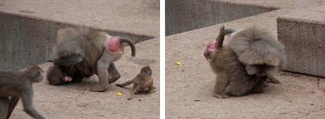 Dos fotos de babuinos en cautividad