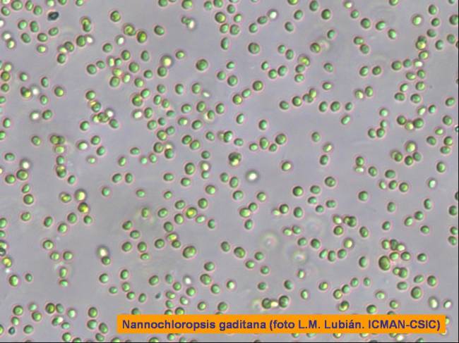 La microalga Nannochloropsis gaditana