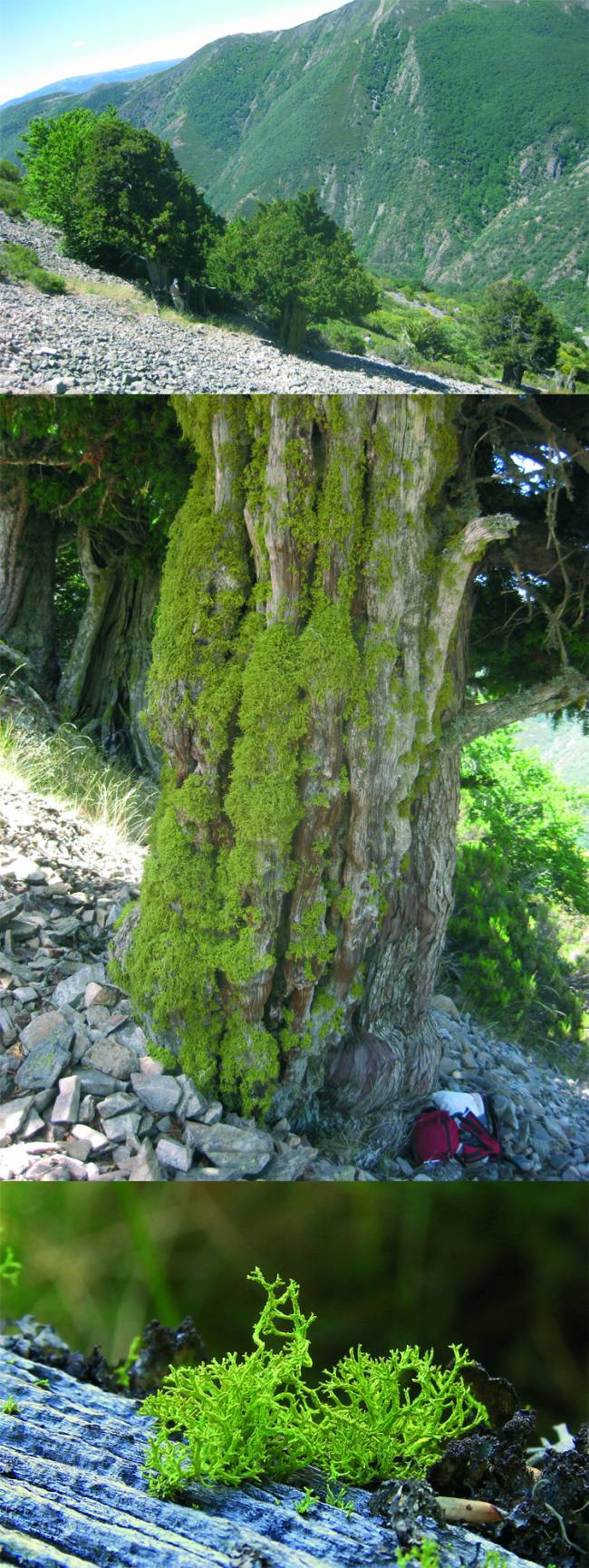 Imagen de los tejos, tronco de un árbol cubierto del liquen y detalle de la 'Letharia vulpina'.