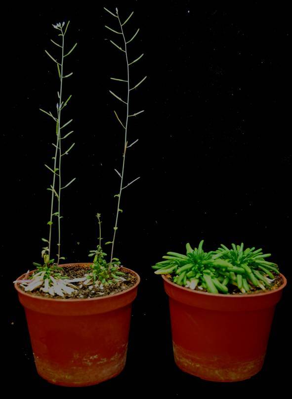 Dos plantas 'Arabidopsis'