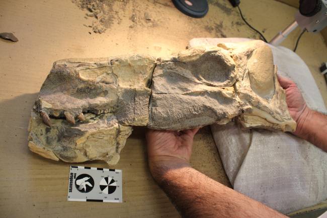 Fotografía del fósil del cráneo. 