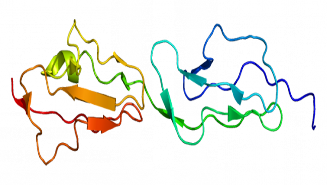 proteína CFHR1