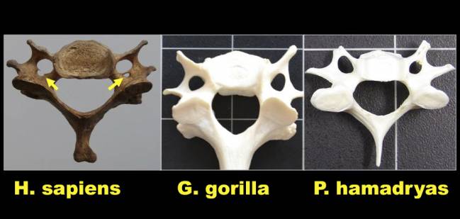 Identifican en las vértebras cervicales de los primates dos rasgos anatómicos del género Homo
