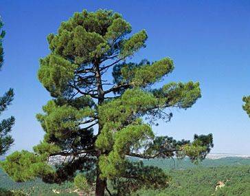 Pinus pinaster. 