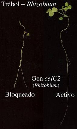 A la izquierda, el gen CelC2 bloquedado; a la derecha, activo.