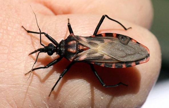 insecto transmisor del mal de Chagas