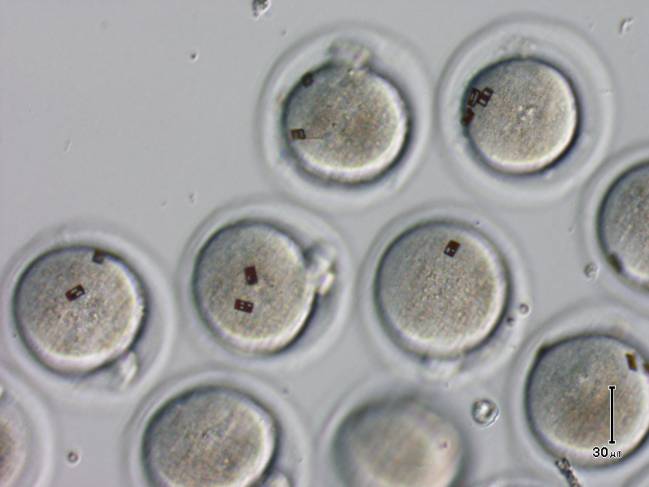 Embriones de ratones con los códigos de identificación