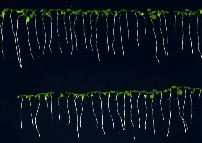 Plántulas de arabidopsis in vitro para medir la raíz