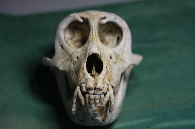Cráneo de macaco japonés