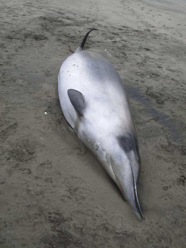 Al principio, ambos mamíferos fueron identificados e incluidos en la especie de ballena picuda de Gray –perteneciente al género Mesoplodon– un tipo mucho más común. Imagen: Gobierno de Nueva Zelanda  