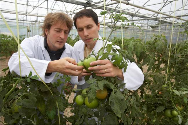 Los investigadores estudian una mata de tomate