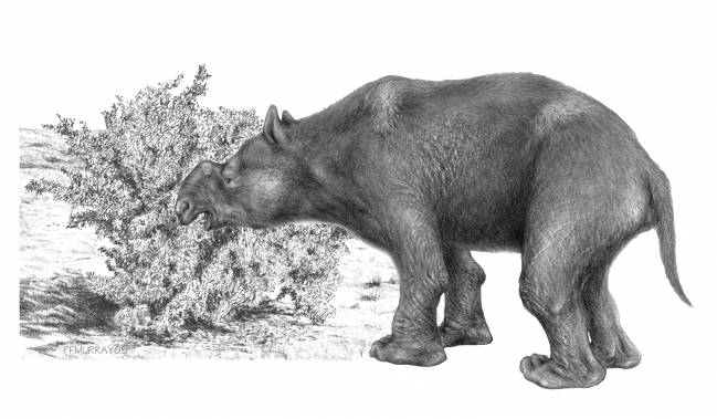 Megaherbívoro marsupial extinto ('Diprotodon optatum')