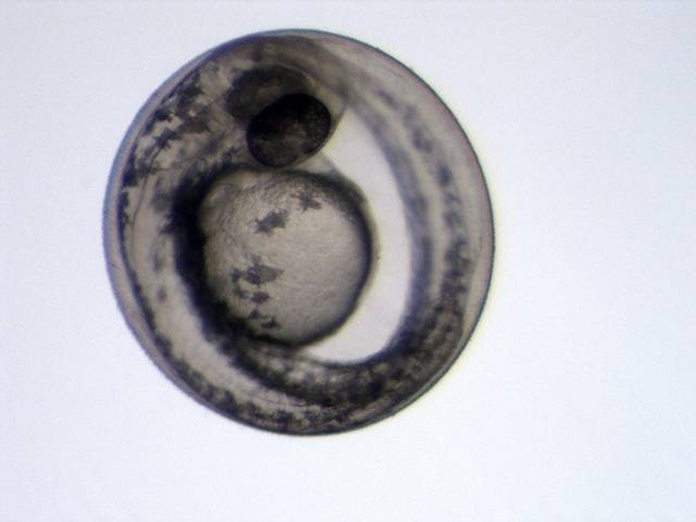 embrión pez zebra