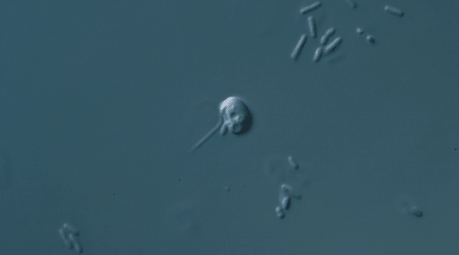 fotografía de microbio al microscopio