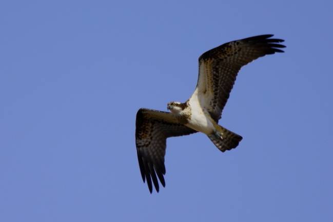 águila pescadora