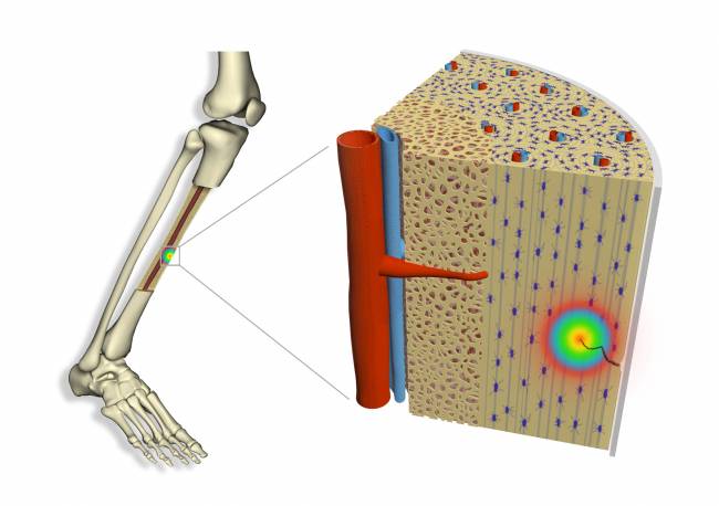 La flexoelectricidad activa el proceso de reparación de los huesos