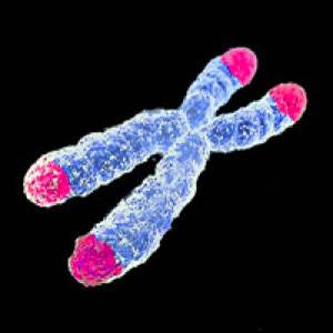 Ilustración de un cromosoma y sus telómeros. / AJC.