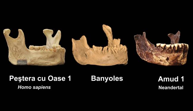 Imágenes de la mandíbula de Banyoles comparadas con otros restos óseos de la misma época